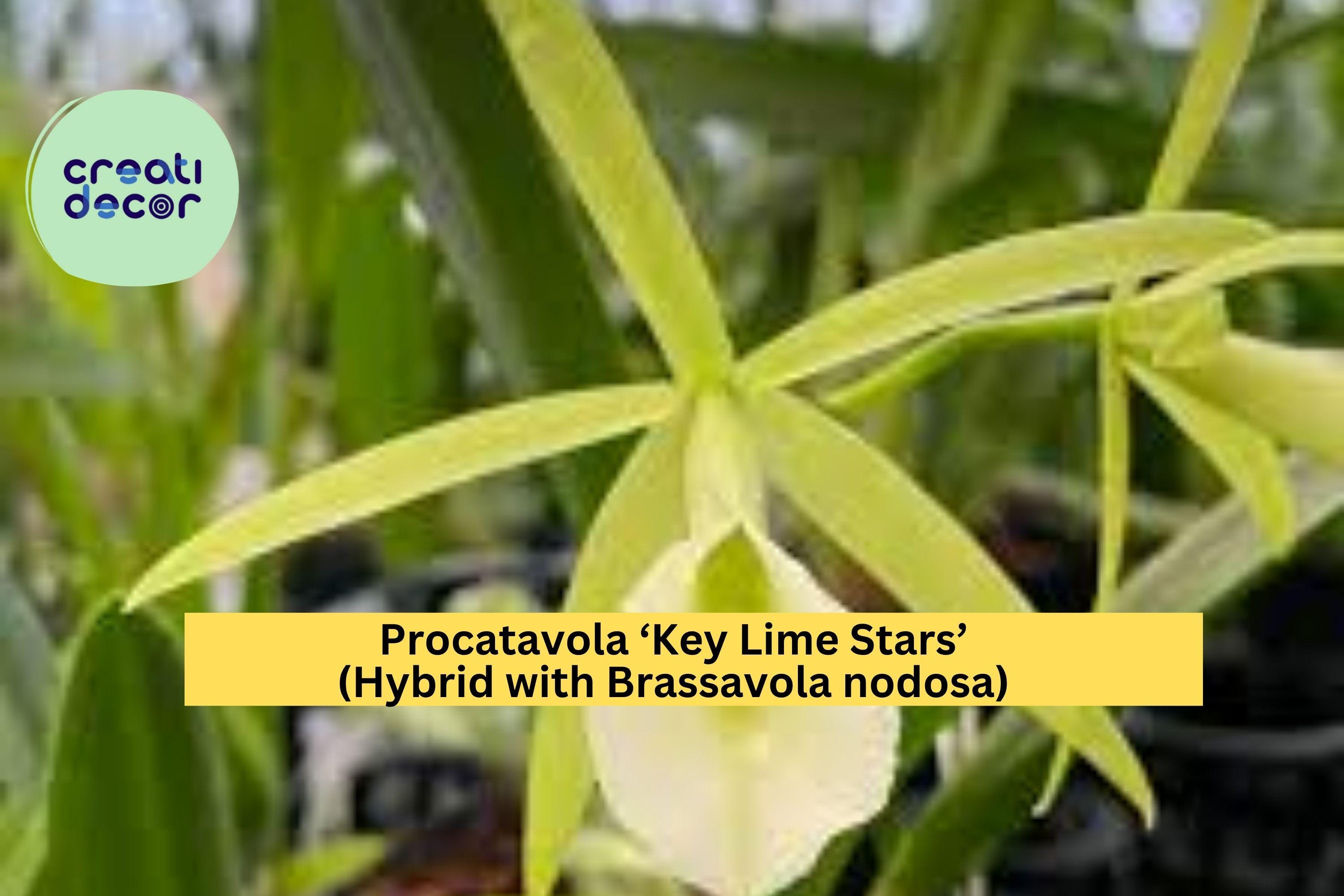 Procatavola Key Lime Stars Orchid – Brassavola nodosa Hybrid, Bare Root Live Plant with Fragrant Lime-Green Blooms, Easy Grower