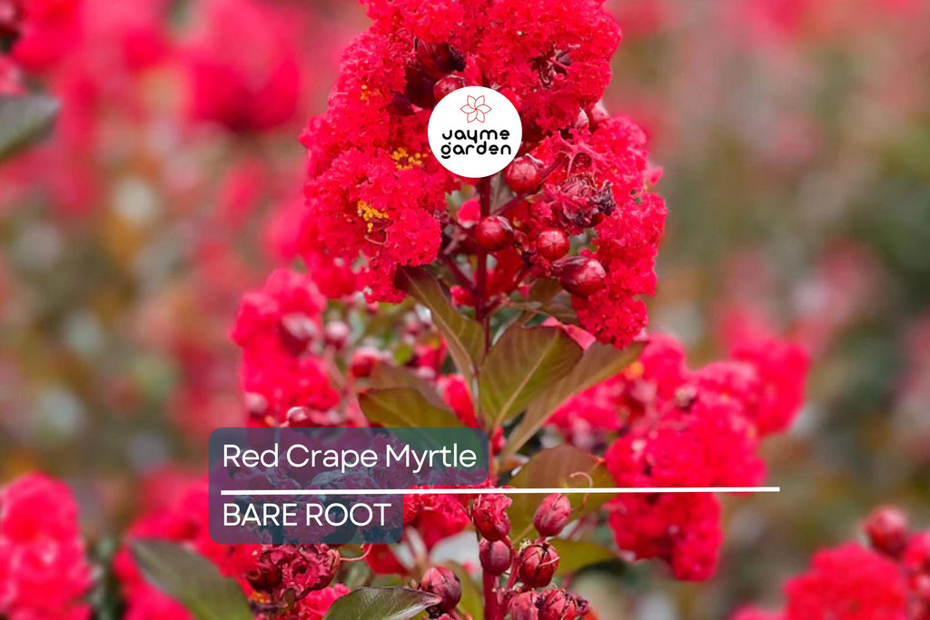 2 Red Crape Myrtle Trees 2ft | Live Bare Root Trees | Fast-Growing Red Blooms | Zones 7-9