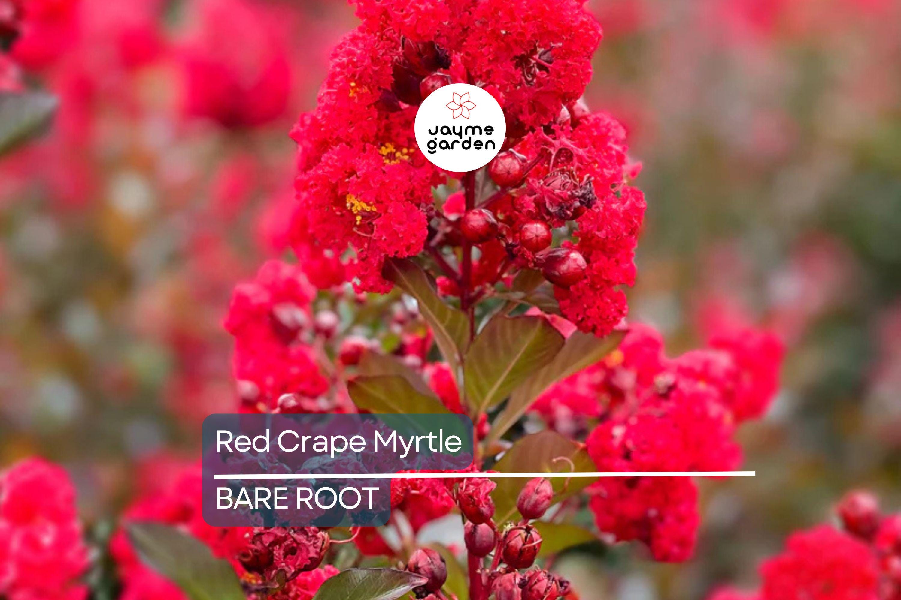 2 Red Crape Myrtle Trees 2ft | Live Bare Root Trees | Fast-Growing Red Blooms | Zones 7-9