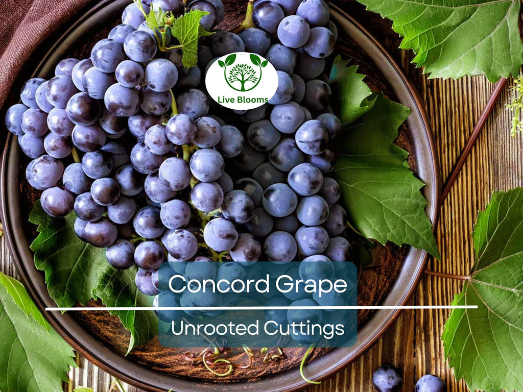 12 Organic Concord Grape Cuttings - Unrooted, 6 Inches Long for Rooting, Grape Vines, Vitis labrusca, Home Vineyard, Grape Growing Starter