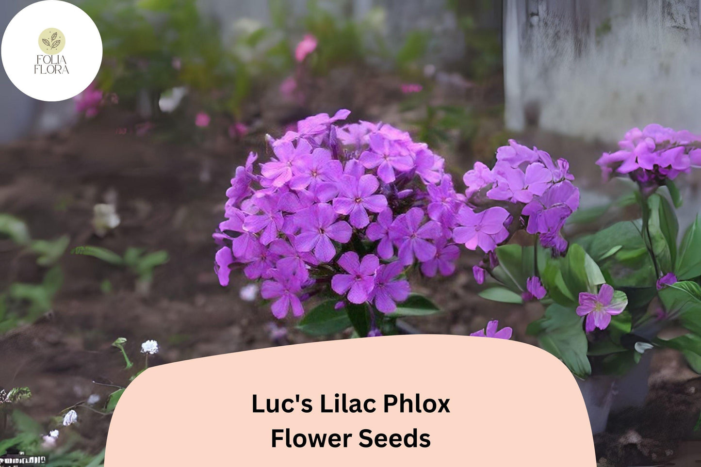 100+ Luc's Lilac Phlox Seeds – Annual Garden Flowers, Phlox drummondii