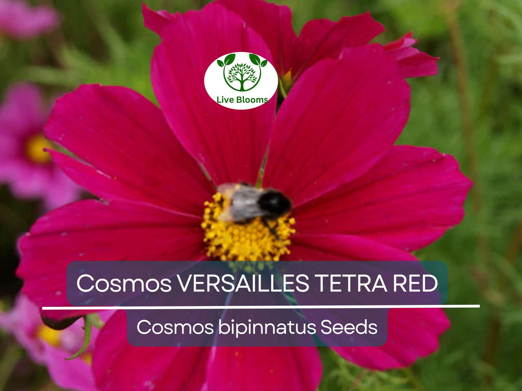50 Cosmos VERSAILLES TETRA Red Seeds - Vibrant Flowers, Attracts Pollinators & Butterflies, Non-GMO, Easy to Grow - Cosmos bipinnatus