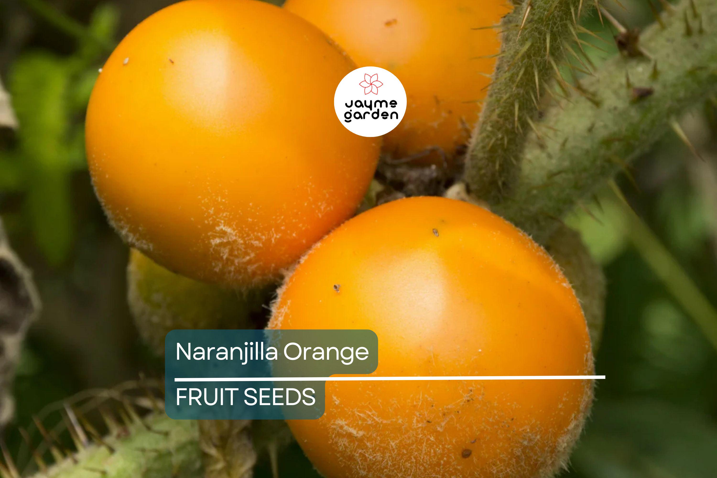 20 Naranjilla (Solanum quitoense) Seeds – Lulo Quito Orange Fruit Tree