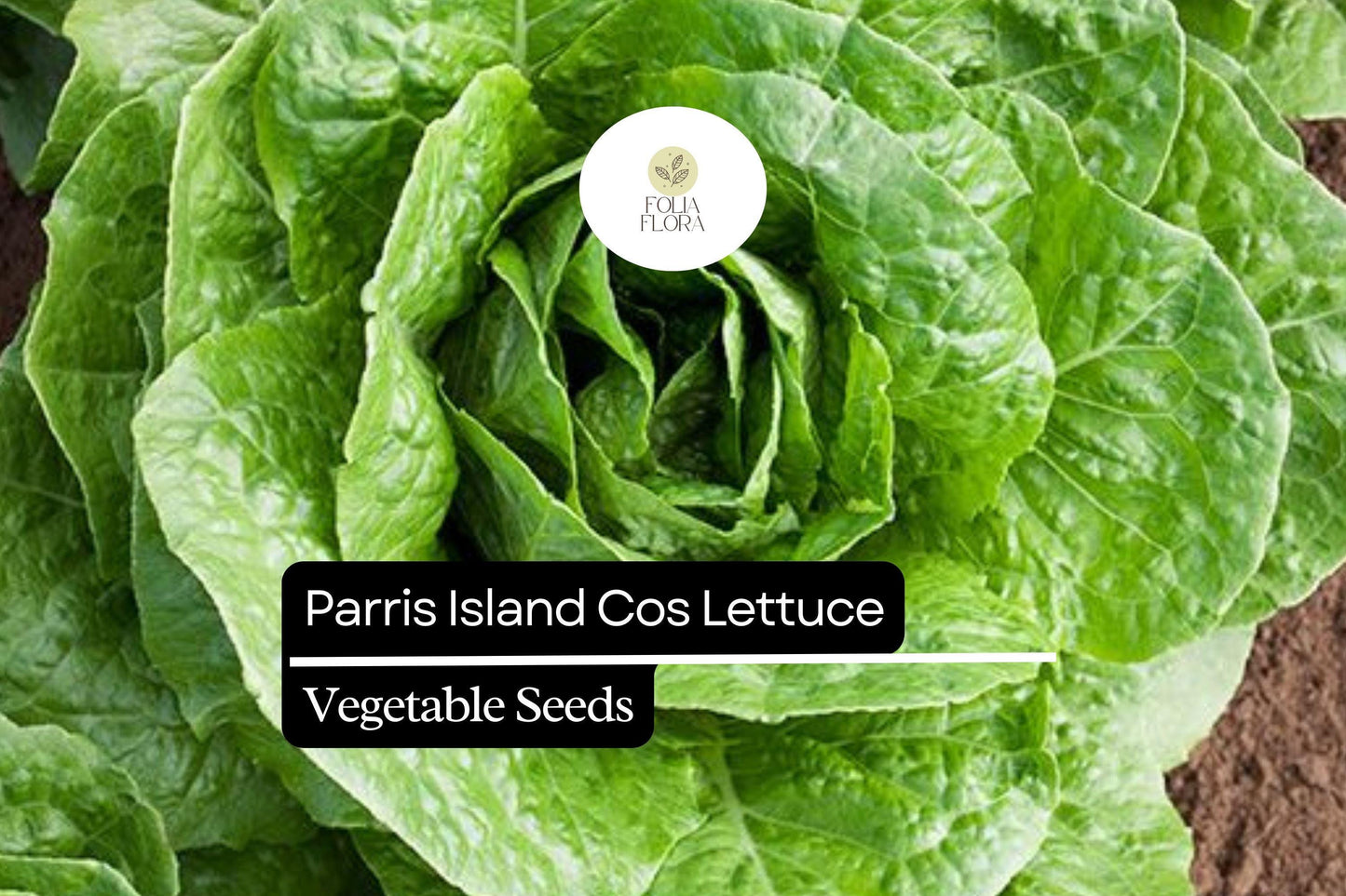 1000 Parris Island Cos Lettuce Seeds – Lactuca sativa – Heirloom Romaine, Crisp & Sweet, Heat-Tolerant, Easy to Grow