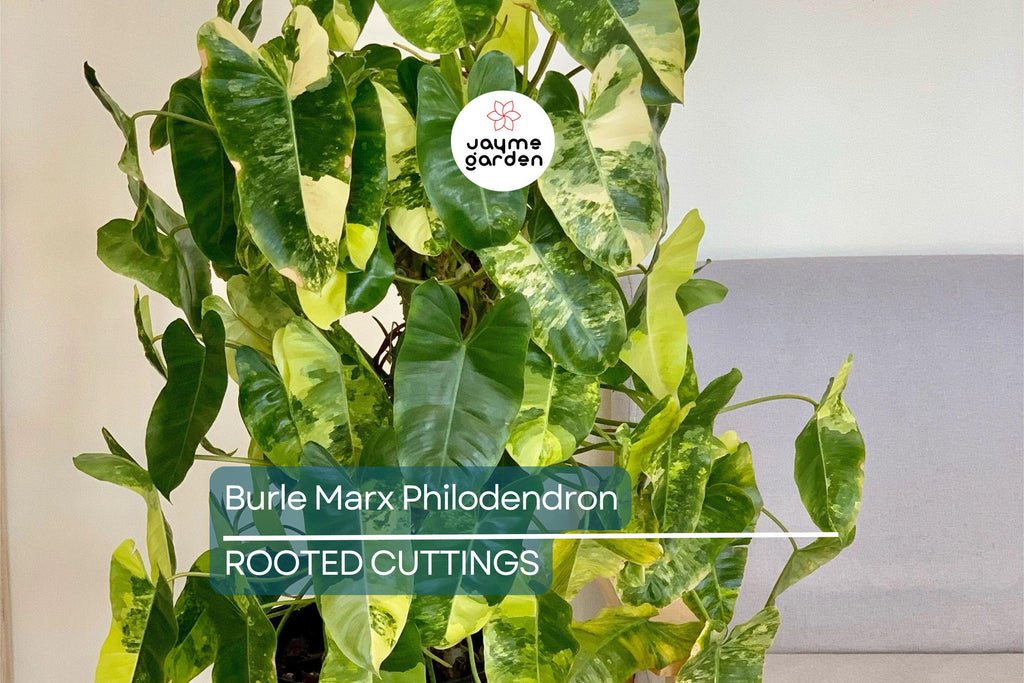 Burle Marx Philodendron Live Plant | Rooted Multi-Grow | No Cutting | Tropical Houseplant | Green Leaf | Easy to Care For