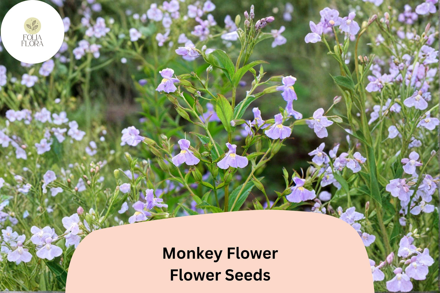 5000 Mimulus ringens Seeds | Allegheny Monkey Flower | Purple Native Perennial for Wetland & Pollinator Garden