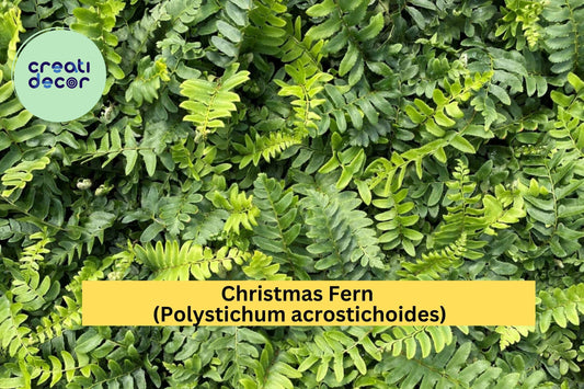 Christmas Fern 25 Bare Root Plants – Polystichum acrostichoides – Hardy Evergreen Woodland Perennial for Shade Gardens