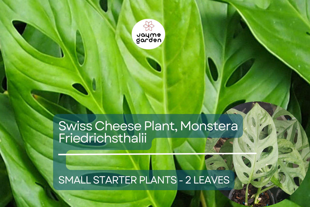 1 Monstera Friedrichsthalii Starter Plant 2-Leaf Vine, Rare Swiss Cheese Plant for Tropical Houseplant Lovers & Indoor Decor