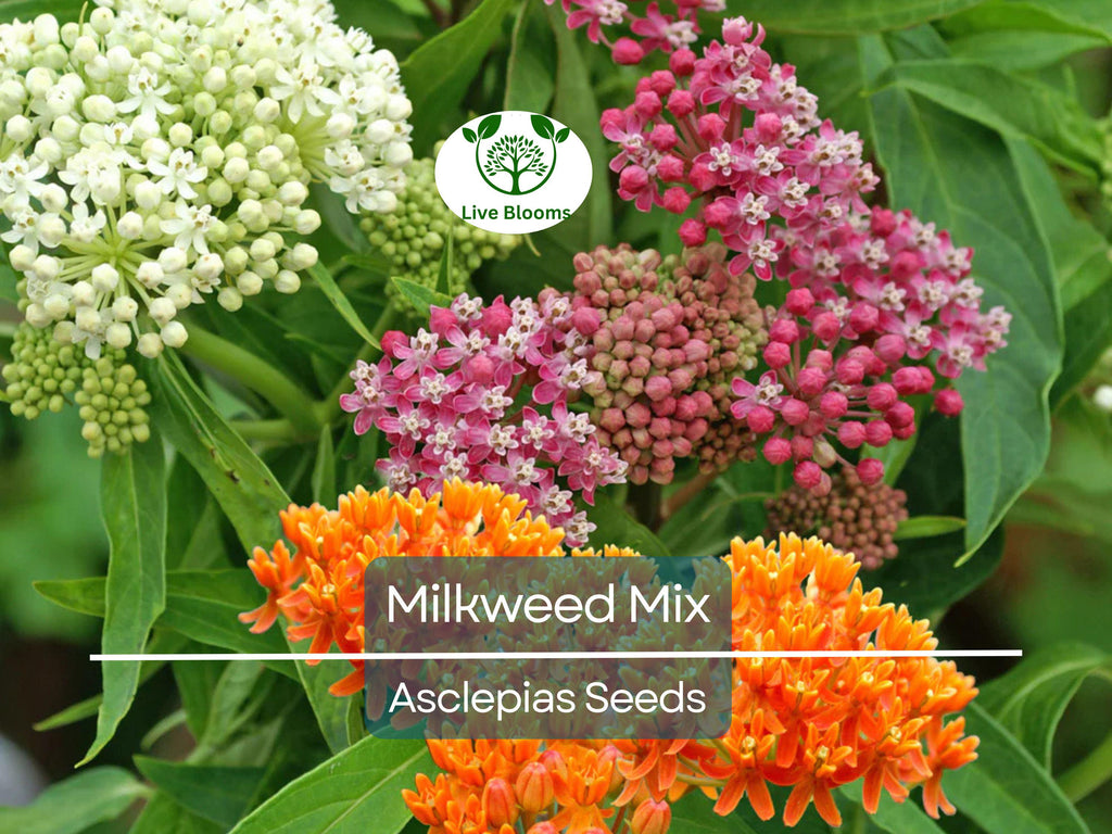 100 Seeds Milkweed Mix Deluxe, Perennials, Monarch Butterfly Host Plant, Non-GMO, Attracts Pollinators, Hardy Flowers for Gardens & Wildlife