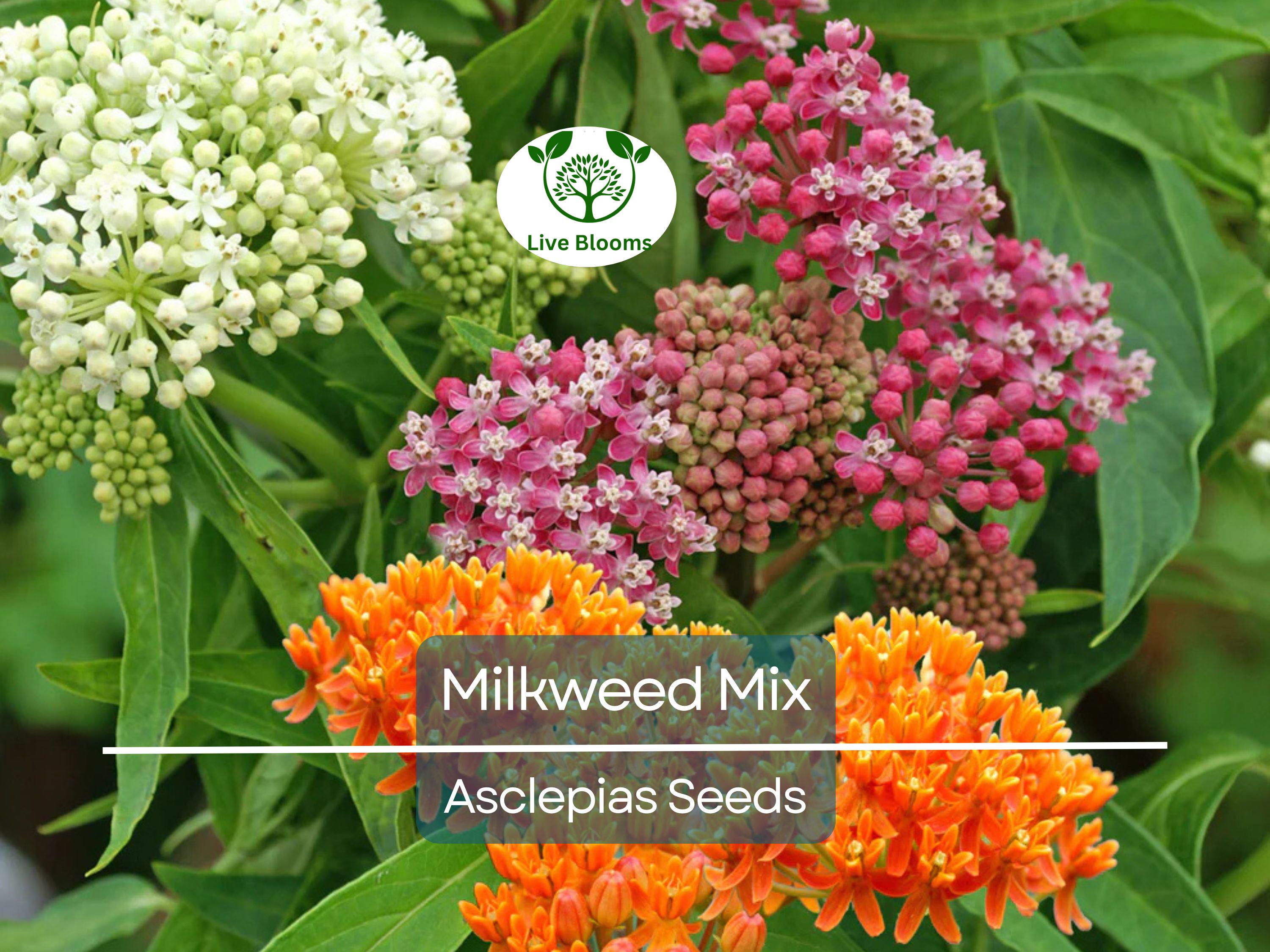 100 Seeds Milkweed Mix Deluxe, Perennials, Monarch Butterfly Host Plant, Non-GMO, Attracts Pollinators, Hardy Flowers for Gardens & Wildlife