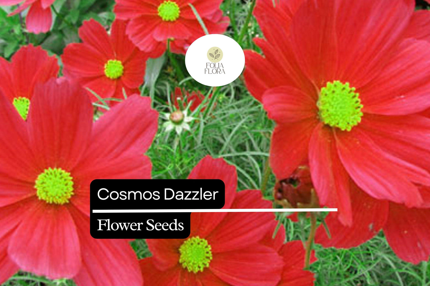 200+ Dazzler Cosmos Flower Seeds | Bright Magenta Blooms | Easy-Grow Annuals for Pollinator-Friendly & Cut Flower Gardens