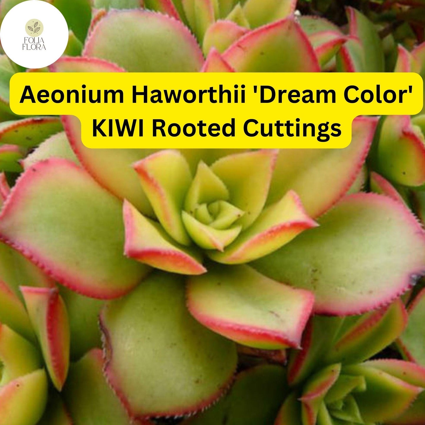 Aeonium haworthii ‘Dream Color’ Kiwi | 3 Rooted Cuttings Live Succulent Plants | Variegated Rosettes, Drought-Tolerant