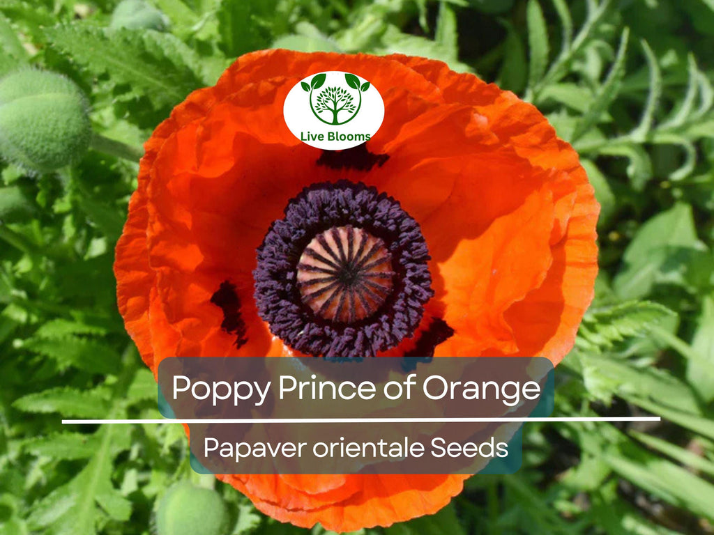 500 Seeds Oriental Poppy ‘Prince of Orange’ – Papaver orientale – Non-GMO Perennial Red-Orange Blooms for Pollinators & Cut Flowers