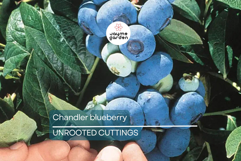 Blueberry Cuttings (10) – 6-10" Elizabeth & Chandler Hardwood – Easy to Root, High-Yield Northern Highbush Shrubs