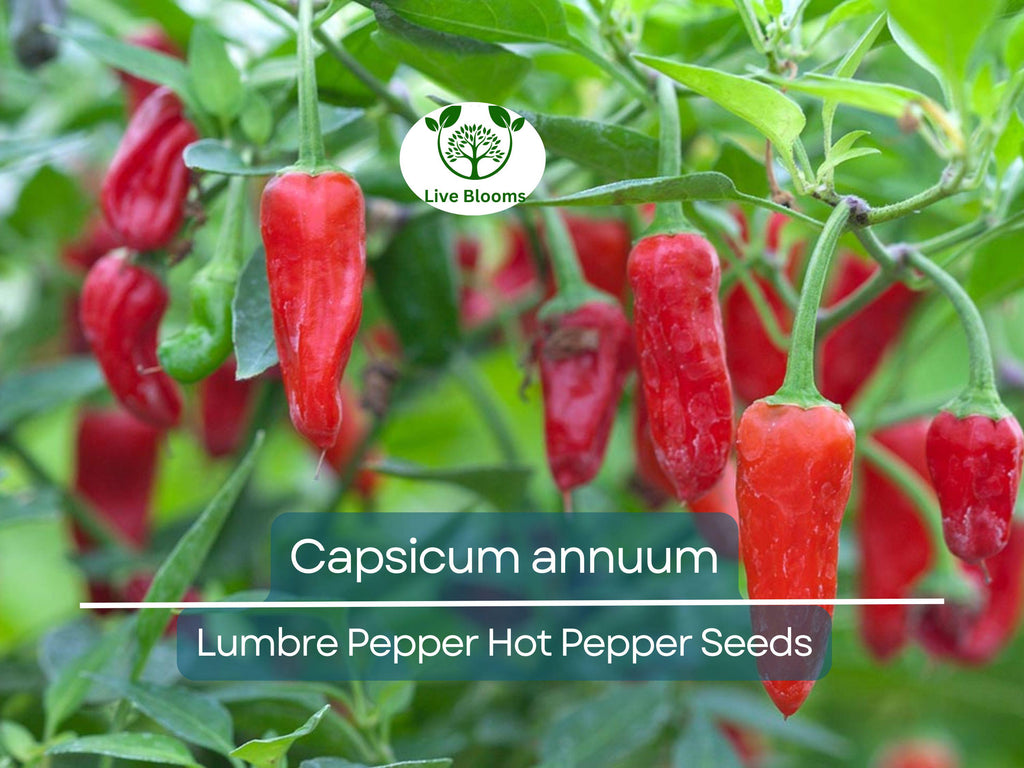 250 mg Seeds Lumbre Pepper – Capsicum annuum | Spicy Hot Pepper Variety for Planting, Gardening & Bold Culinary Harvest