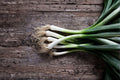 Evergreen Bunching Onion – Allium fistulosum 50 Seeds | Non-Bulbing Green Onion | Cold Hardy | Easy Home Garden Vegetable