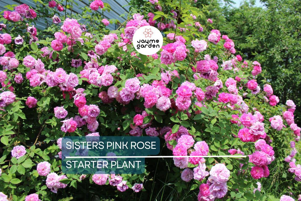Live Heirloom 7 Sisters Pink Rose Bush | Climbing Multiflora Rambler | 3–6" Starter Plants | Bare Root Baby Roses