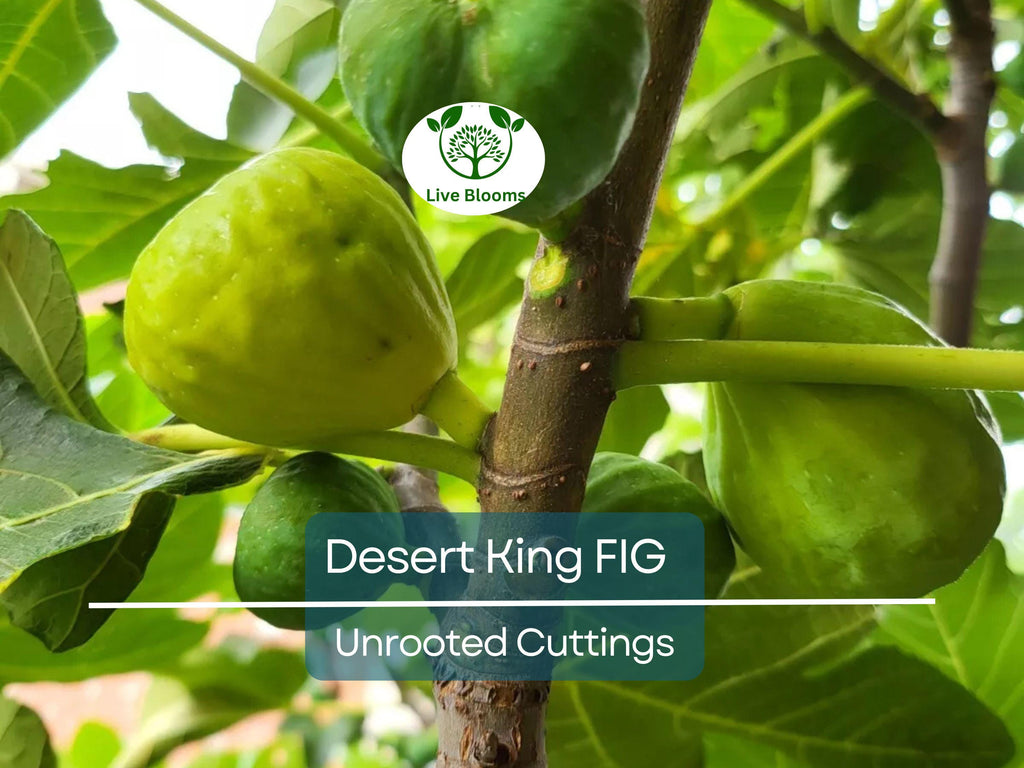 5 Desert King Fig Tree Unrooted Cuttings 6-8" Long - Ficus Carica, Fresh & Healthy, Perfect for Planting or Propagation