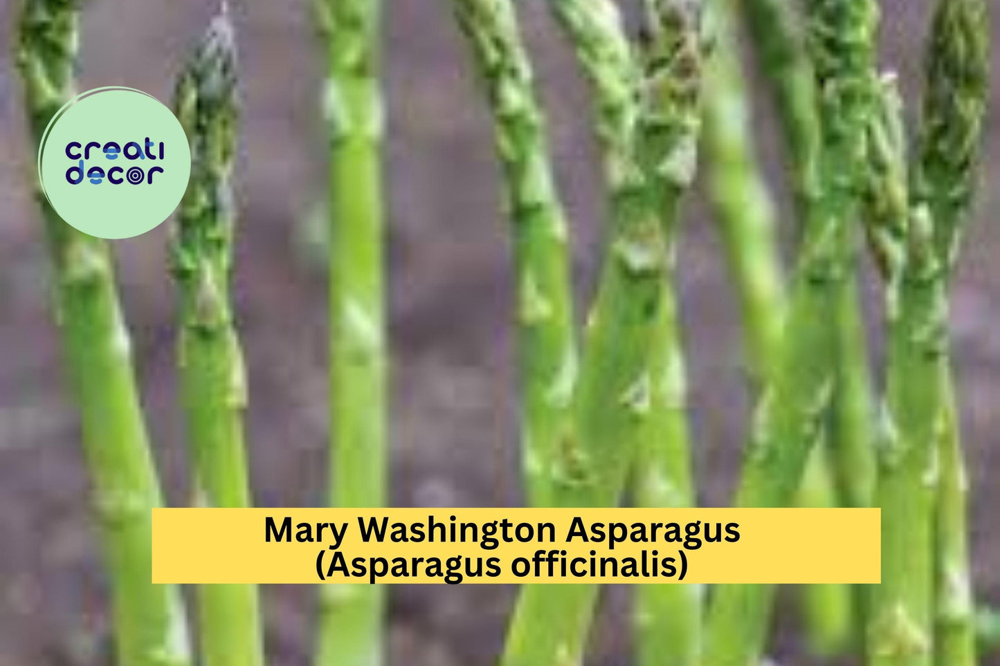 10 Mary Washington Asparagus Crowns – 2 Year Old Green Asparagus Bare Root Plants, Hand Picked Perennial Vegetables for Home Gardens