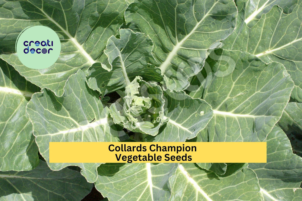 3pcs x 1g Collards Champion Seeds – Heirloom Green Leaves for Garden Beds, Raised Rows, or Container Growing Seeds for Planting