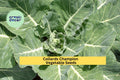 3pcs x 1g Collards Champion Seeds – Heirloom Green Leaves for Garden Beds, Raised Rows, or Container Growing Seeds for Planting