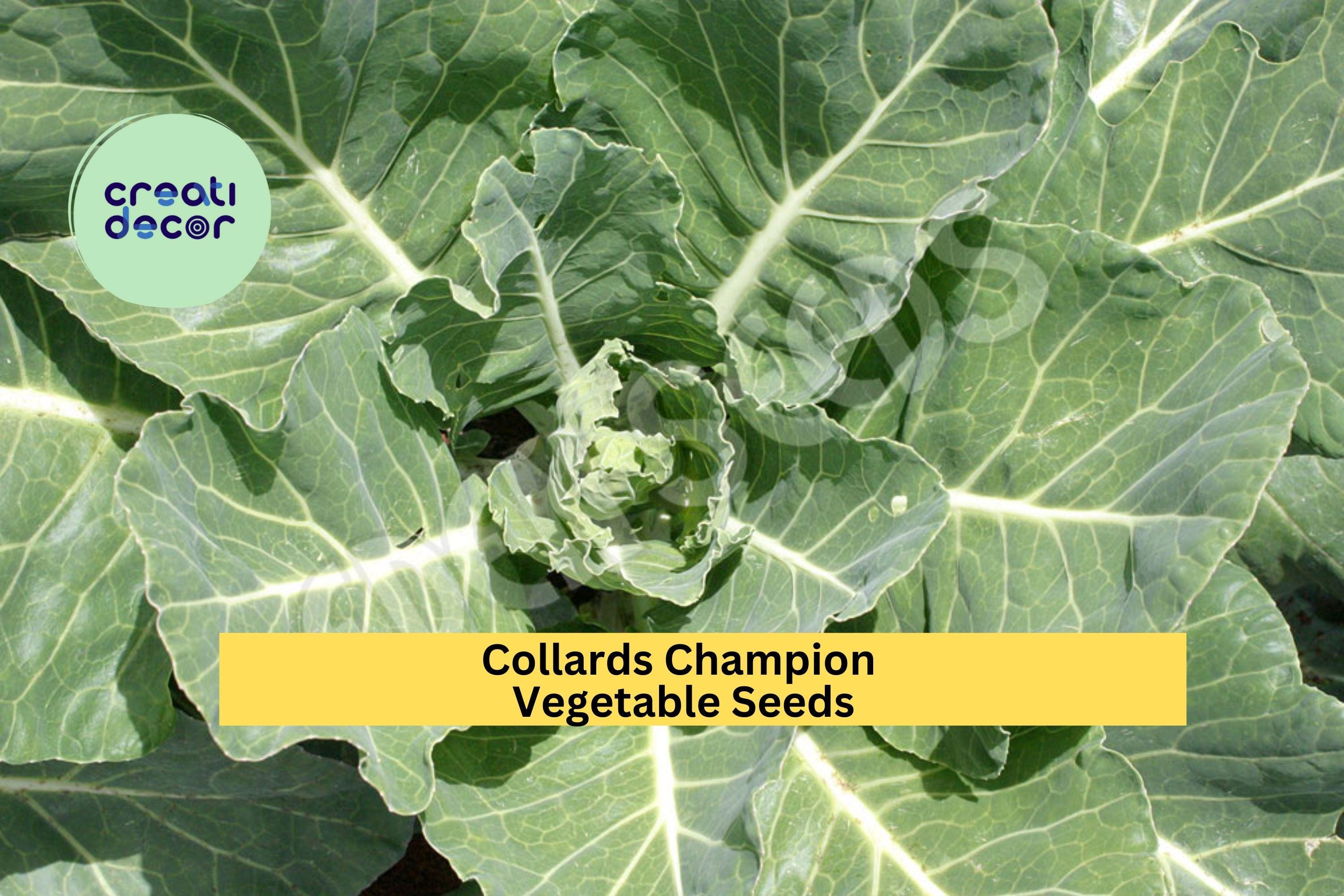 3pcs x 1g Collards Champion Seeds – Heirloom Green Leaves for Garden Beds, Raised Rows, or Container Growing Seeds for Planting
