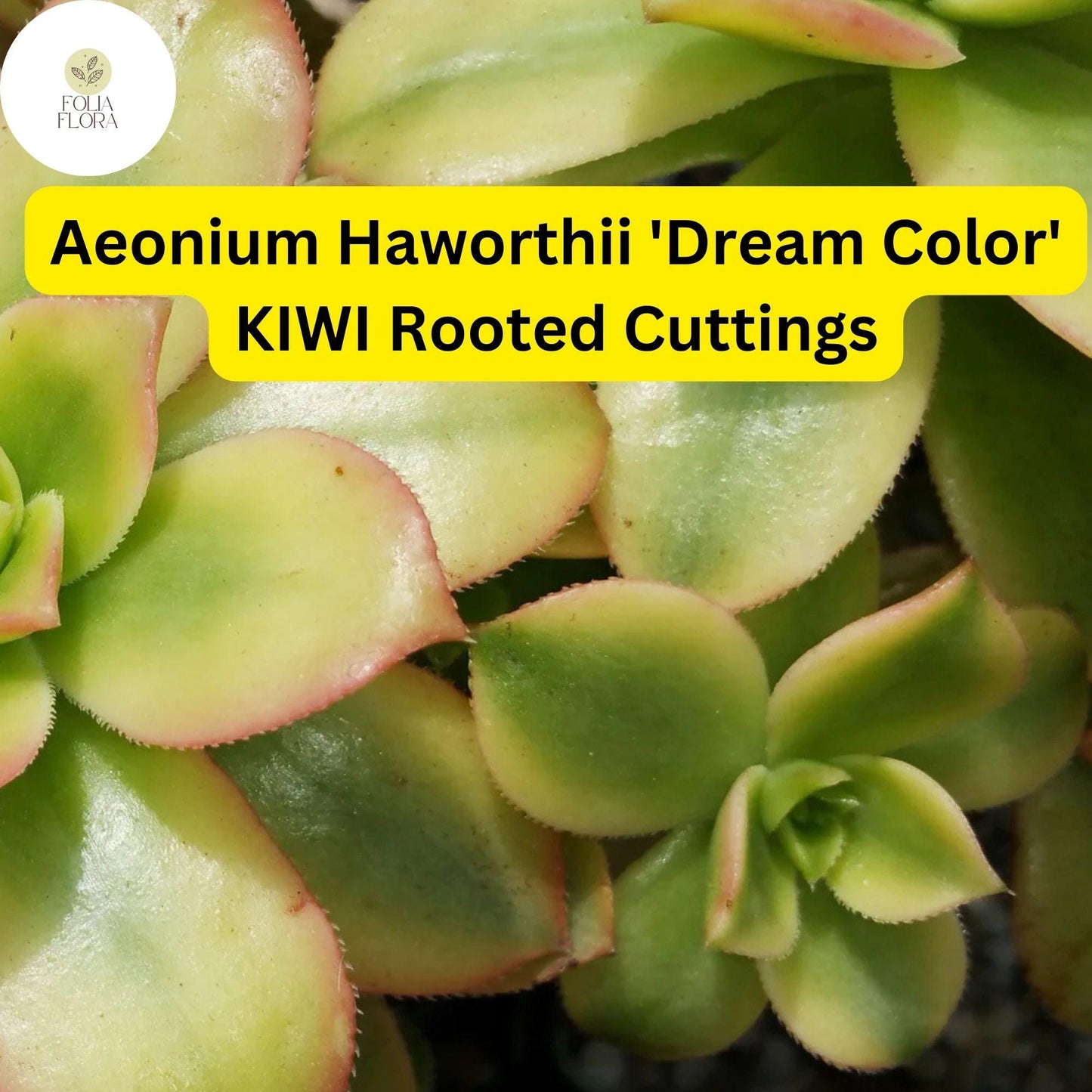 Aeonium haworthii ‘Dream Color’ Kiwi | 3 Rooted Cuttings Live Succulent Plants | Variegated Rosettes, Drought-Tolerant