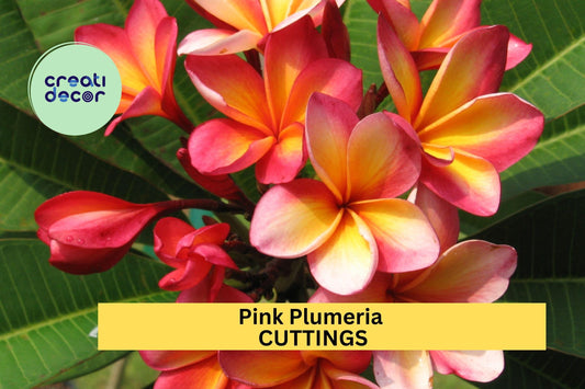 2 Pink Plumeria Cuttings – Single Head 10" Unrooted Stems for Easy Rooting – Tropical Frangipani Starter Plants – USA