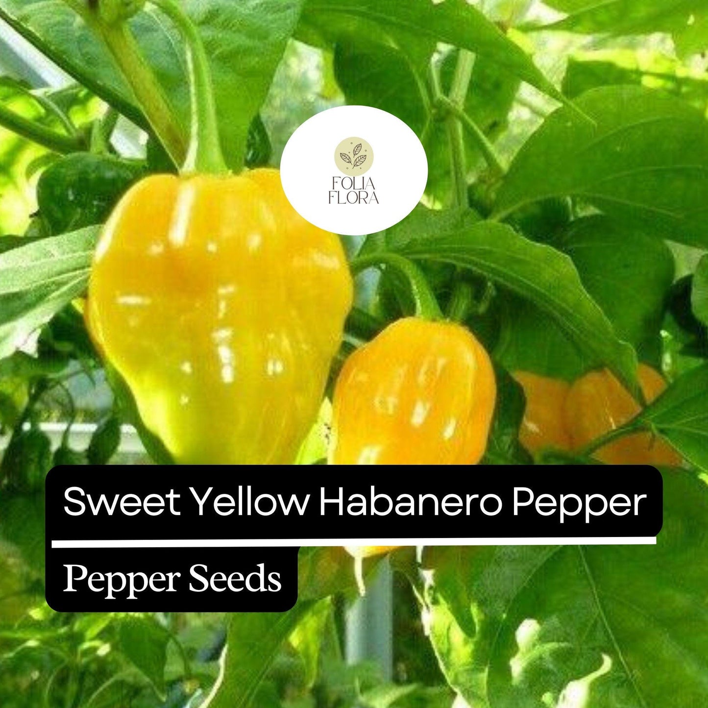 20 Sweet Yellow Habanero Pepper Seeds – Heirloom, Non-GMO, No Heat, Fruity Flavor