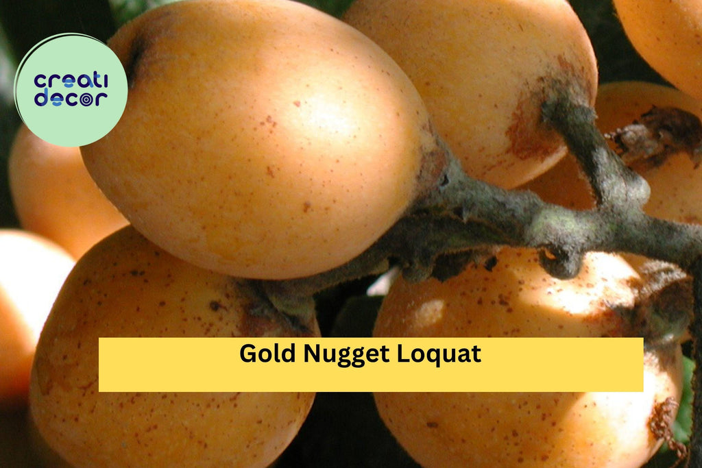 Gold Nugget Loquat Cutting – 6–8 Inch Live Fruit Tree Cutting for Rooting or Grafting, Sweet Yellow Loquat Variety for Garden or Orchard