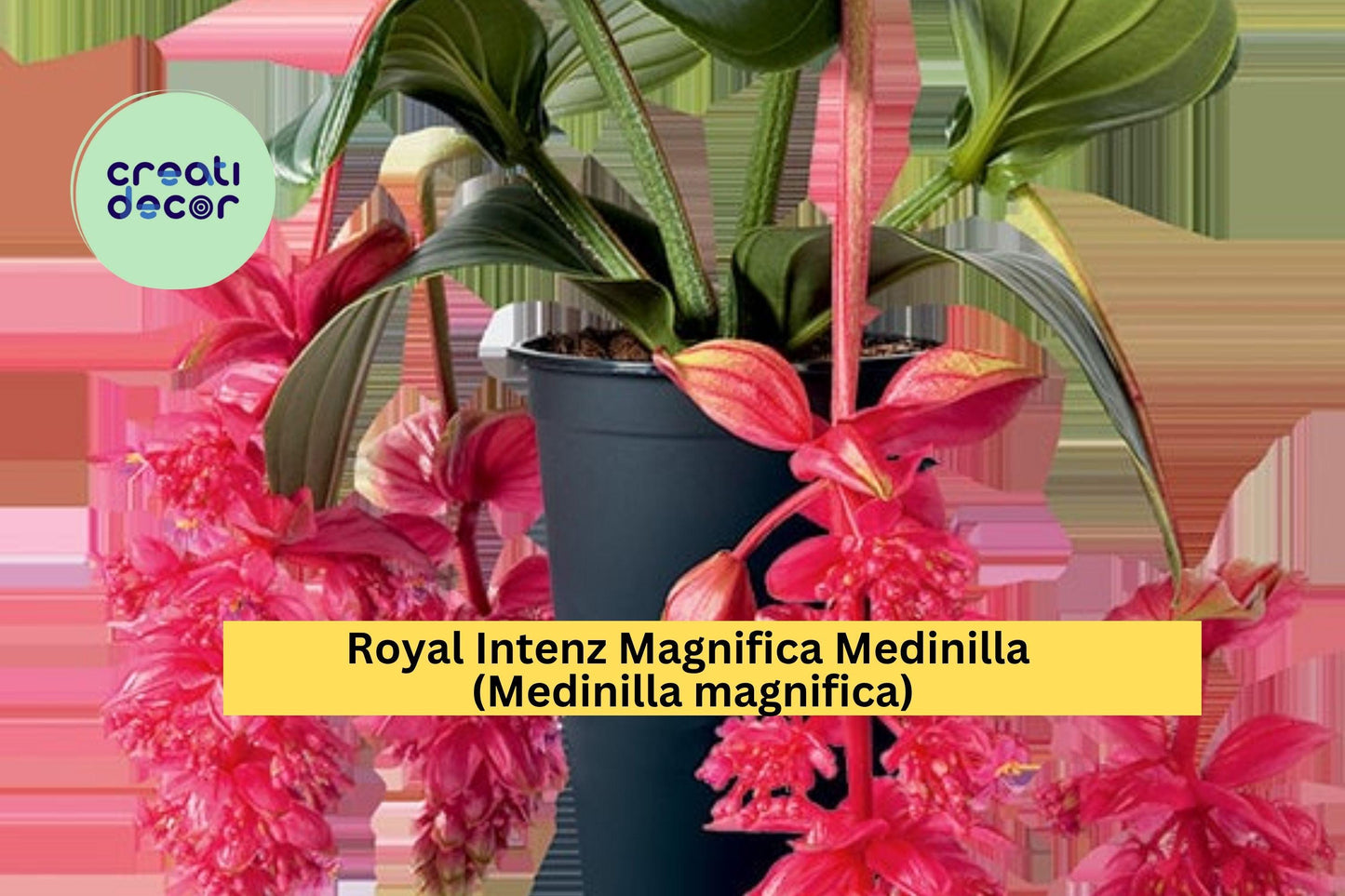 Royal Intenz Magnifica Medinilla | Medinilla magnifica | Live Well Rooted Starter Tropical Plant