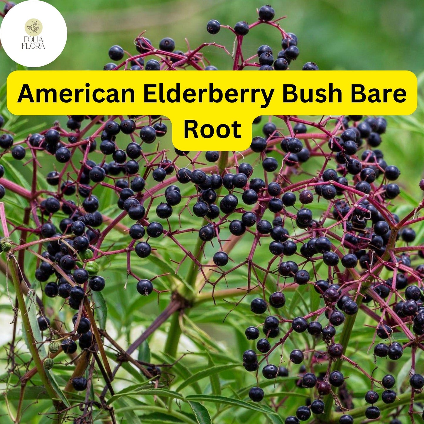 2 Sambucus canadensis American Elderberry Bush - Live Bare Root Plant for Zones 3-9 - Edible Berries, Wildlife-Friendly