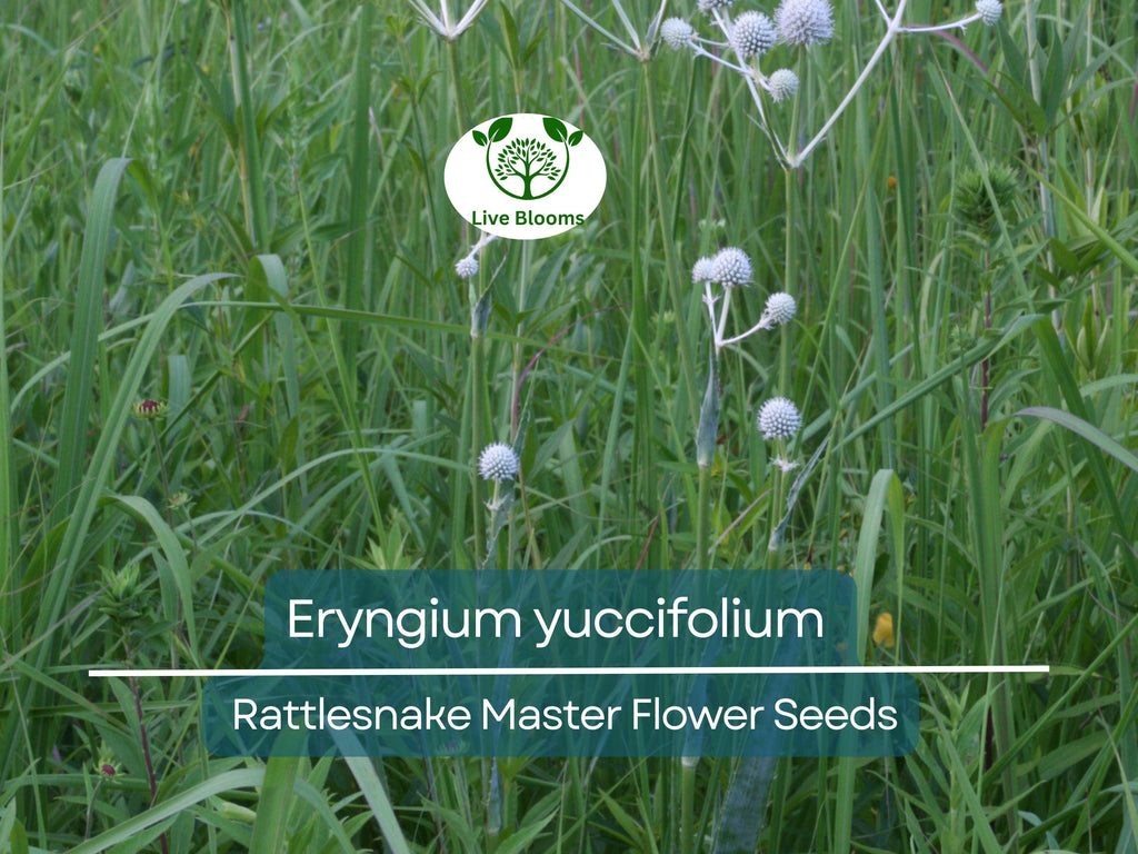 1 Gram Seeds Eryngium yuccifolium (Rattlesnake Master) for Planting | Unique Native Perennial for Gardens, Prairies, and Landscaping