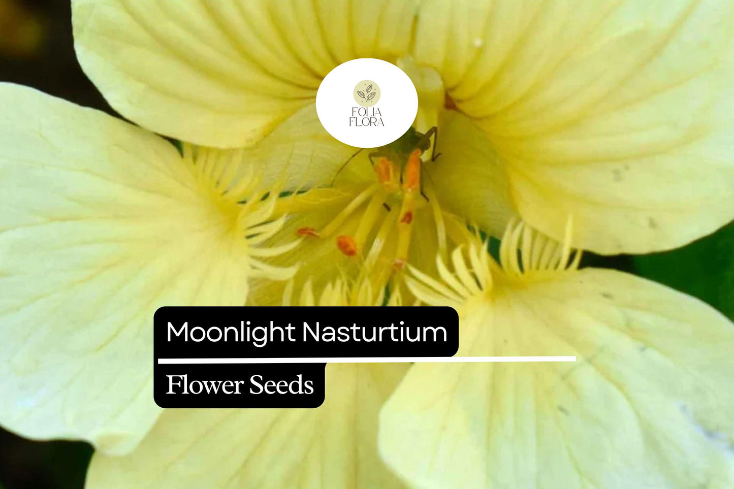 15 Seeds Moonlight Nasturtium (Tropaeolum majus) – Soft Creamy-Yellow Blooms, Edible Flowers & Leaves