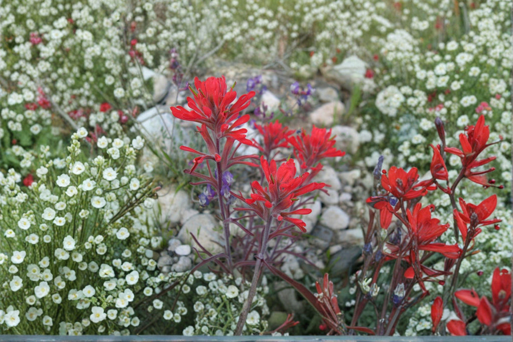 Castilleja Angustifolia Indian Paintbrush Seeds – 300 Native Prairie Wildflower Seeds