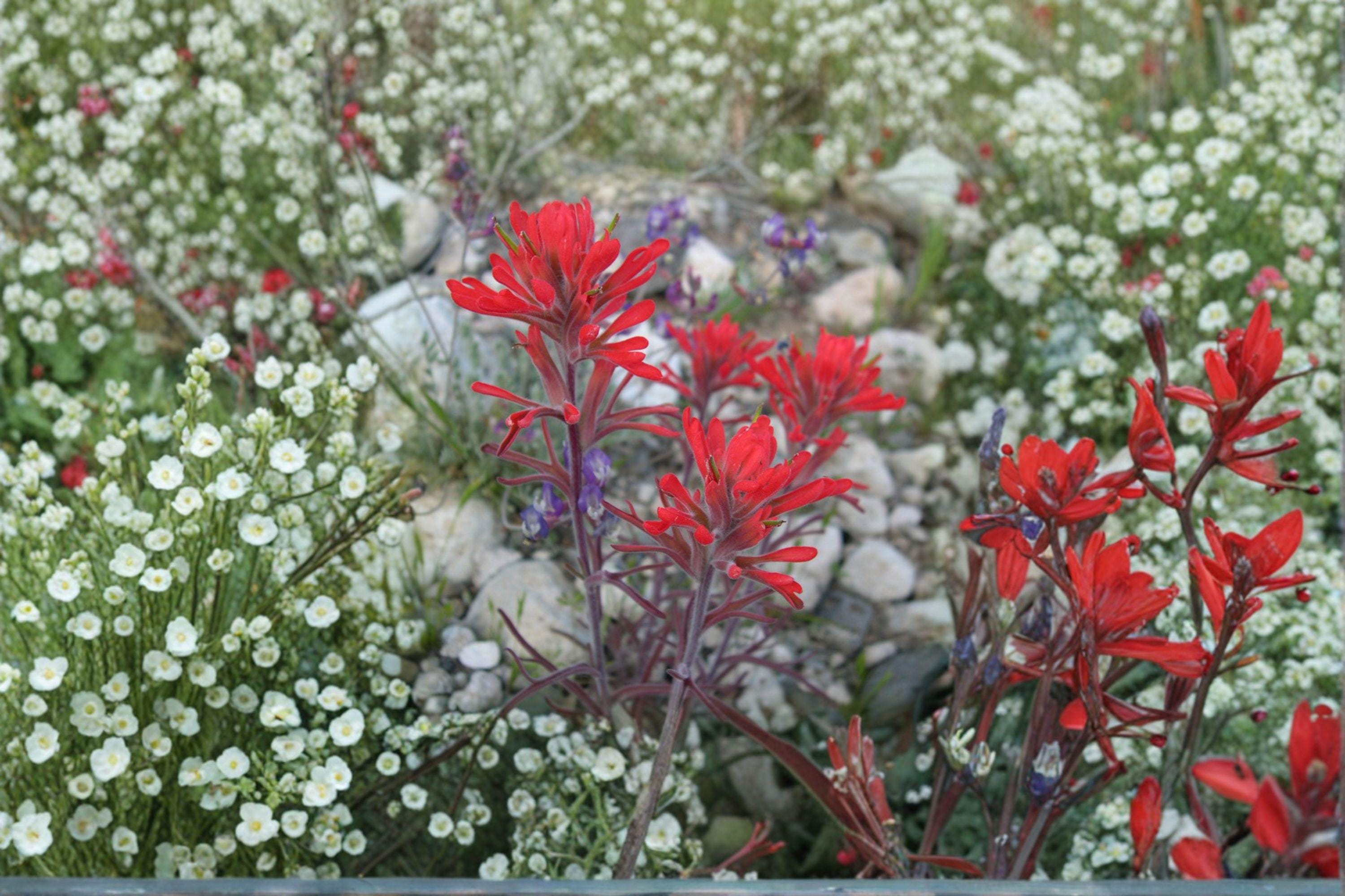 Castilleja Angustifolia Indian Paintbrush Seeds – 300 Native Prairie Wildflower Seeds