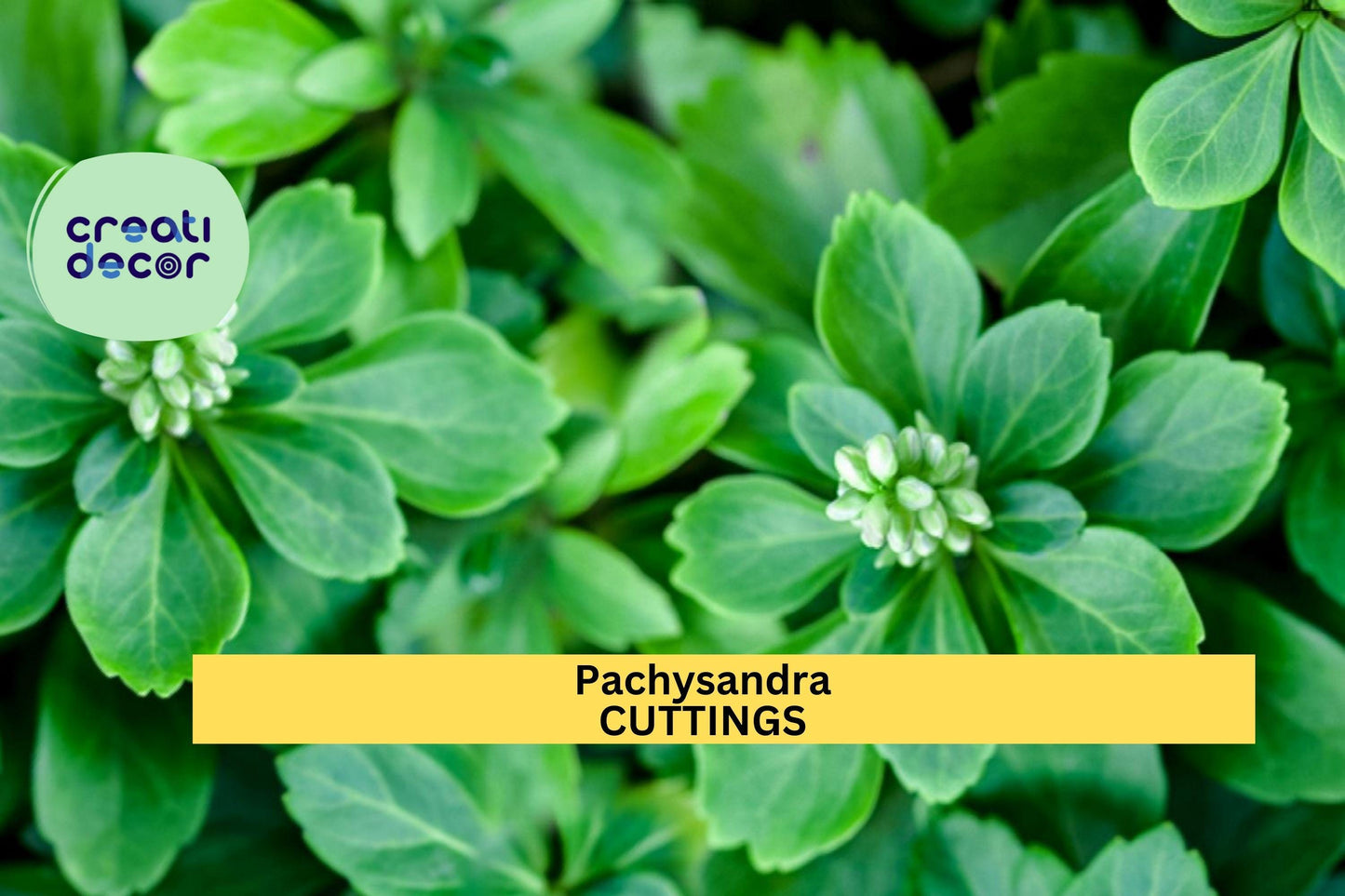 10 Pachysandra Cuttings | Japanese Spurge Ground Cover | Evergreen Perennial | Shade-Loving Plant | Easy Rooting | Garden Border Filler