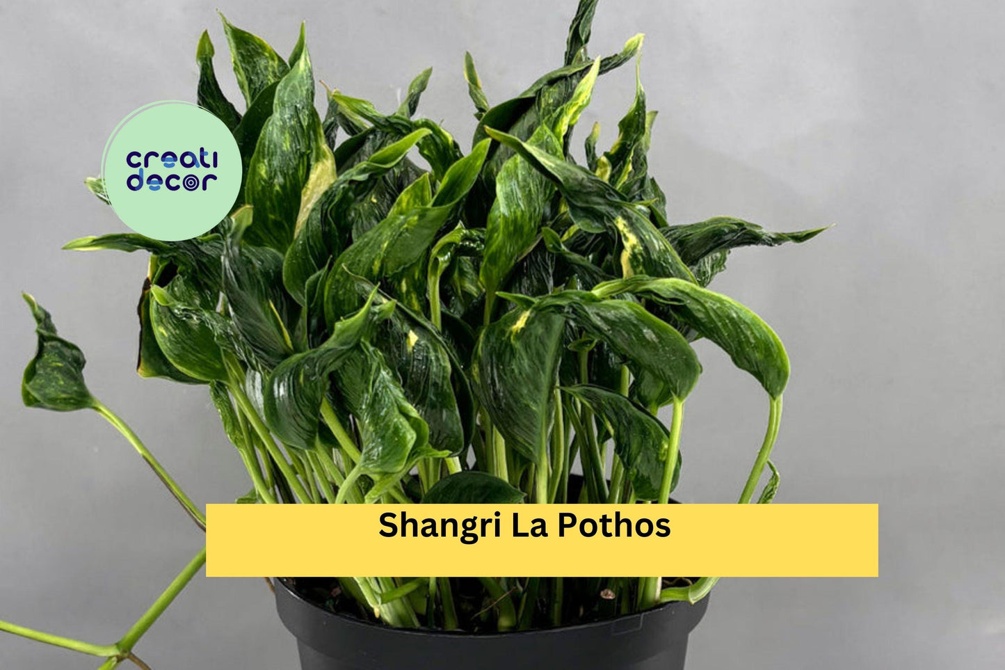 Shangri La Pothos – 3 Fresh Unrooted Cuttings Epipremnum, Rare Twisted Leaf Houseplant Starter for Indoor Pots or Hanging Baskets