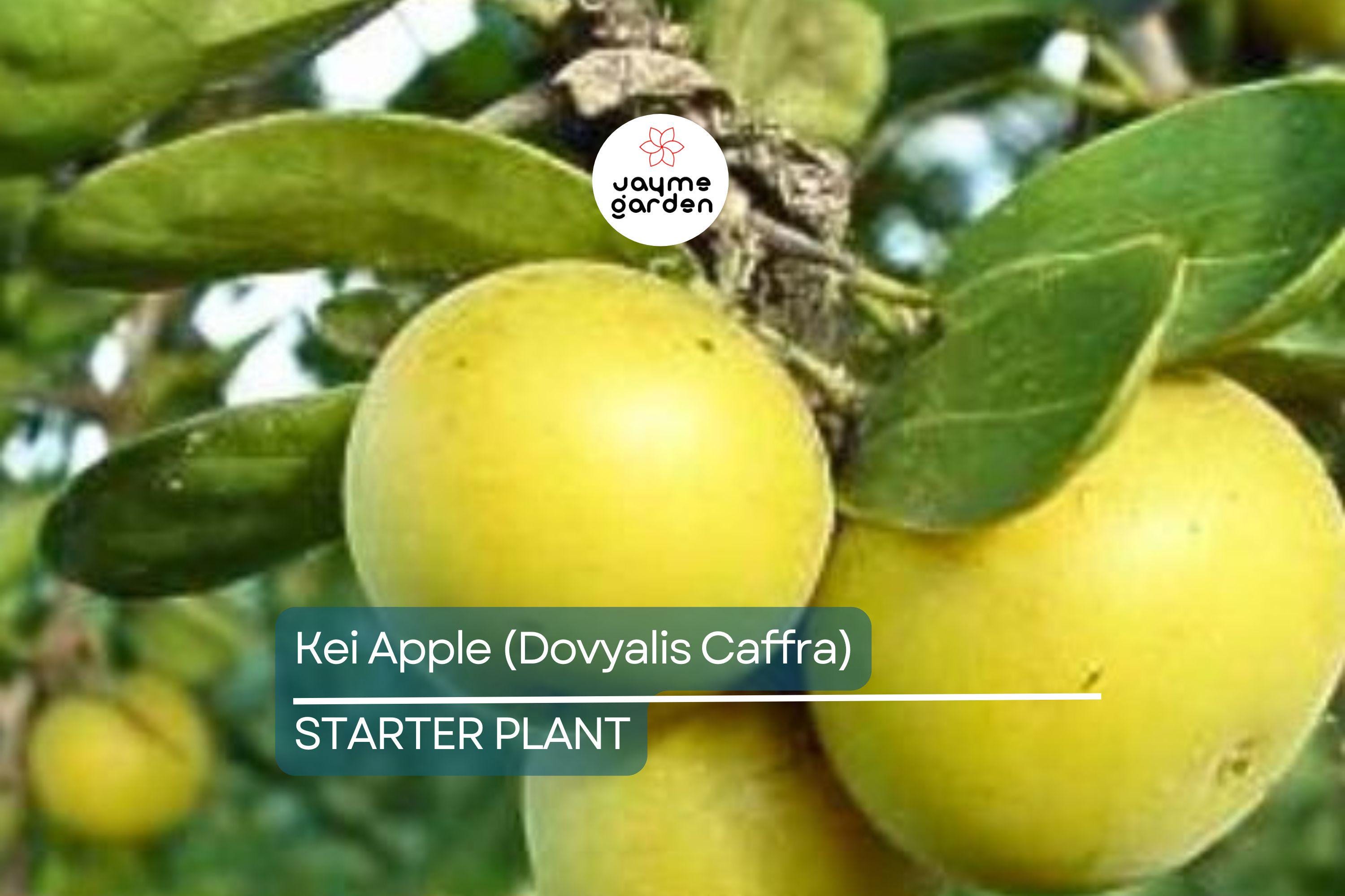 Kei Apple Seedling | 14" Tall Live Plant (Dovyalis caffra) | Organic Rare Fruit Tree | Tropical Starter Plant | Ready to Grow