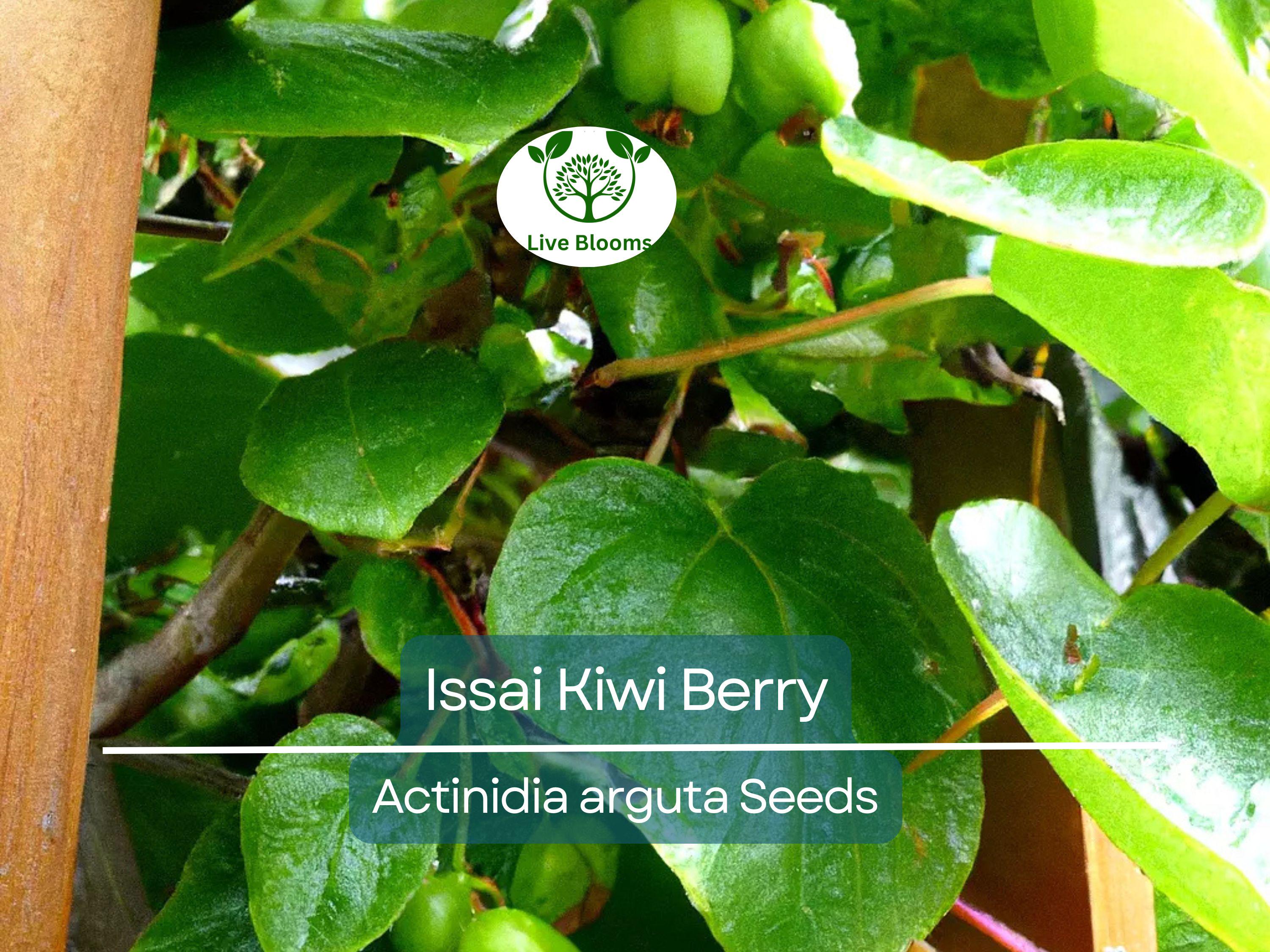 30 Issai Kiwi Berry Seeds | Arctic Grape, Kiwiberry | Fast-Growing Edible Fruit Vine | Hardy Kiwi | Actinidia arguta | Rare Fruit Seeds