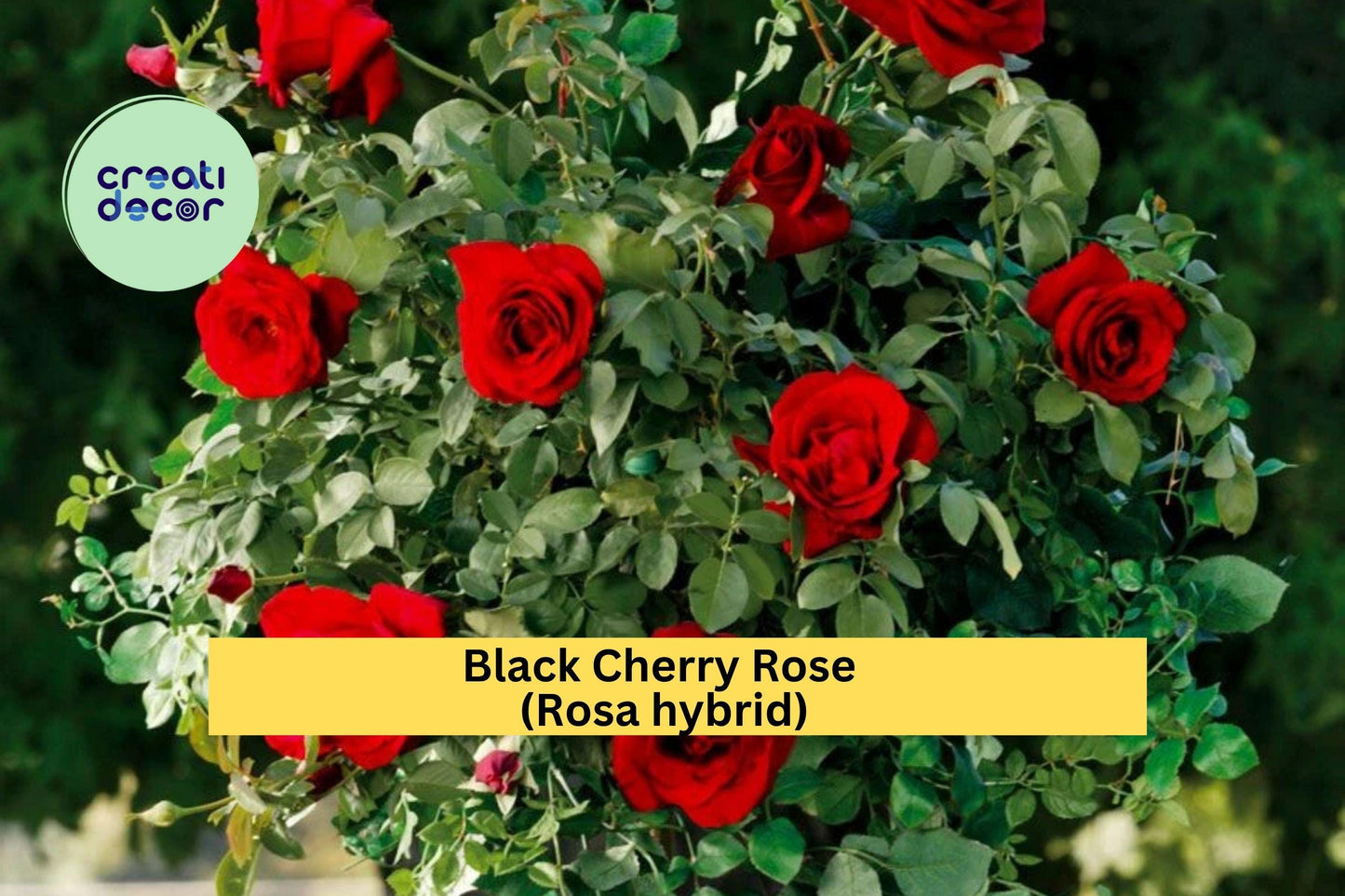 Black Cherry Rose Cuttings (3 Pack) – Rare Heirloom Rosa Hybrid for Rooting or Grafting – Deep Red Blooming Rose Variety