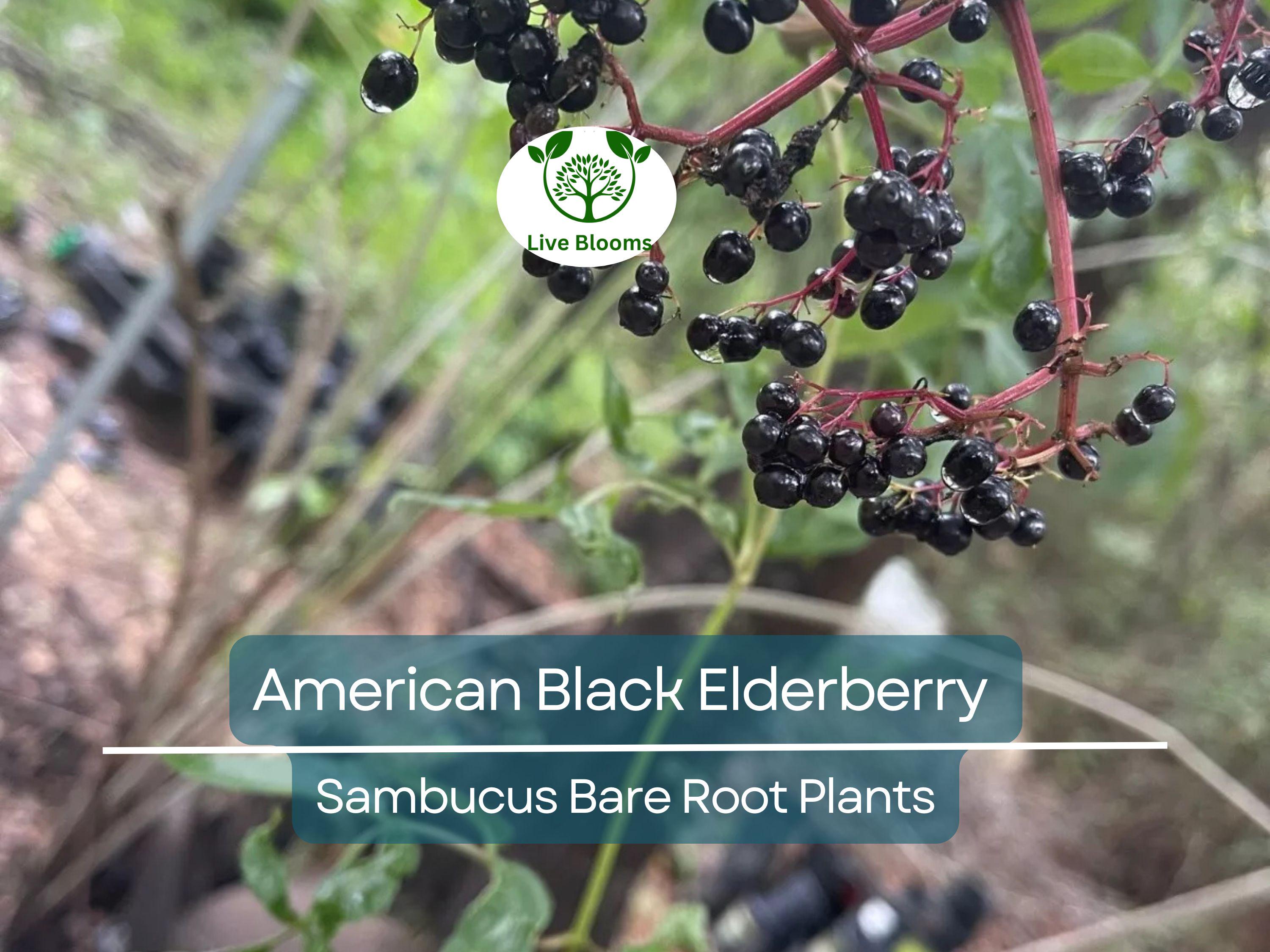 2 American Black Elderberry Plants - Sambucus - Bare Root Live Bush for Planting - Fruit Garden Starter