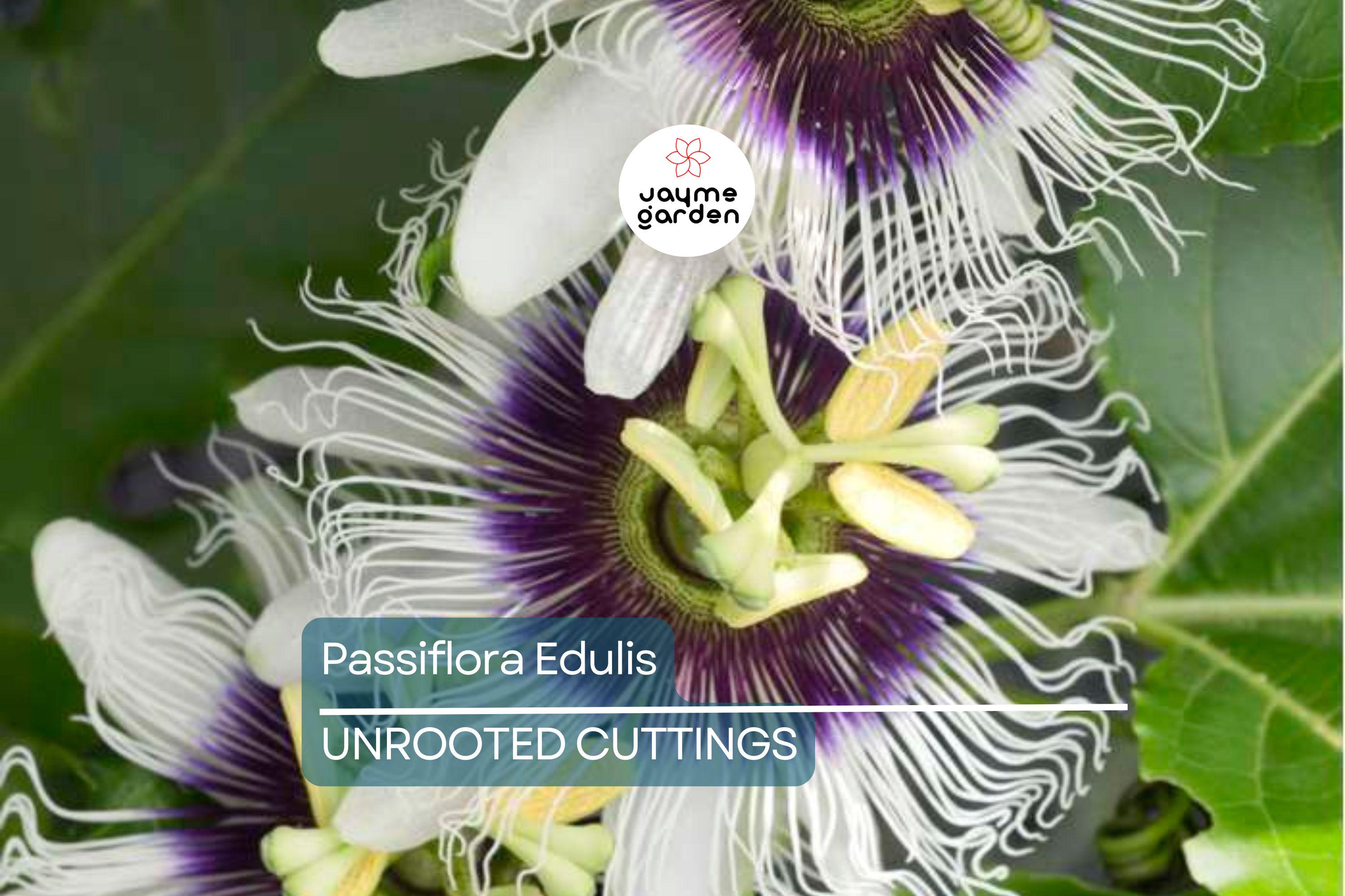 Passiflora Edulis Passion Fruit Vine – 12” Live Plant with Pot, Ready to Grow