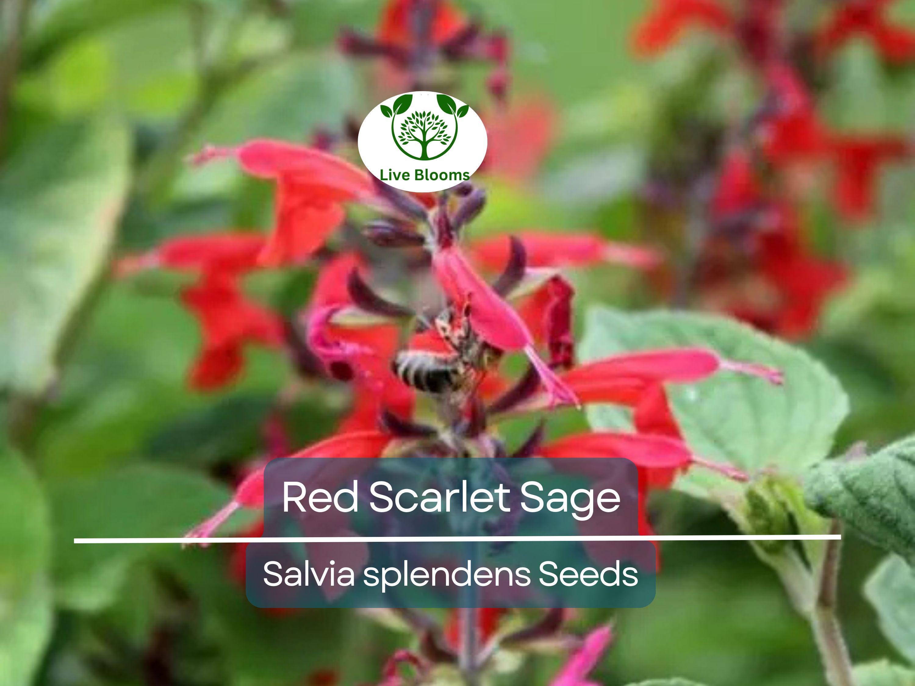 500 Seeds Red Scarlet Sage Salvia, Hummingbird Flowers, Non-GMO Annual & Perennial, Vibrant Garden Plants, Easy to Grow