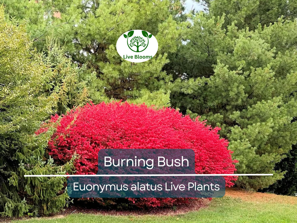 1 Burning Bush Live Plant – Euonymus Alatus Shrub, 1 Year Old, Rooted, Not Cutting – Vibrant Fall Color, Ornamental Hedge