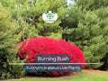 1 Burning Bush Live Plant – Euonymus Alatus Shrub, 1 Year Old, Rooted, Not Cutting – Vibrant Fall Color, Ornamental Hedge