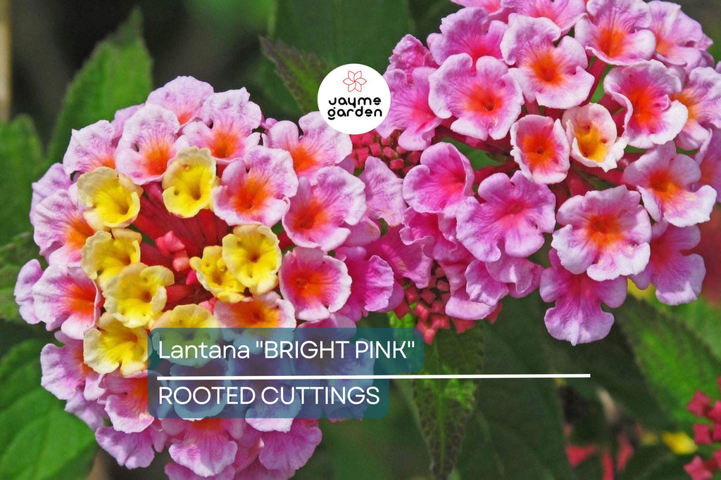 Lantana "Bright Pink" Live Rooted Starter Plug Flower Plant 1"-4" tall Vibrant Blooms, Low Maintenance, Full Sun