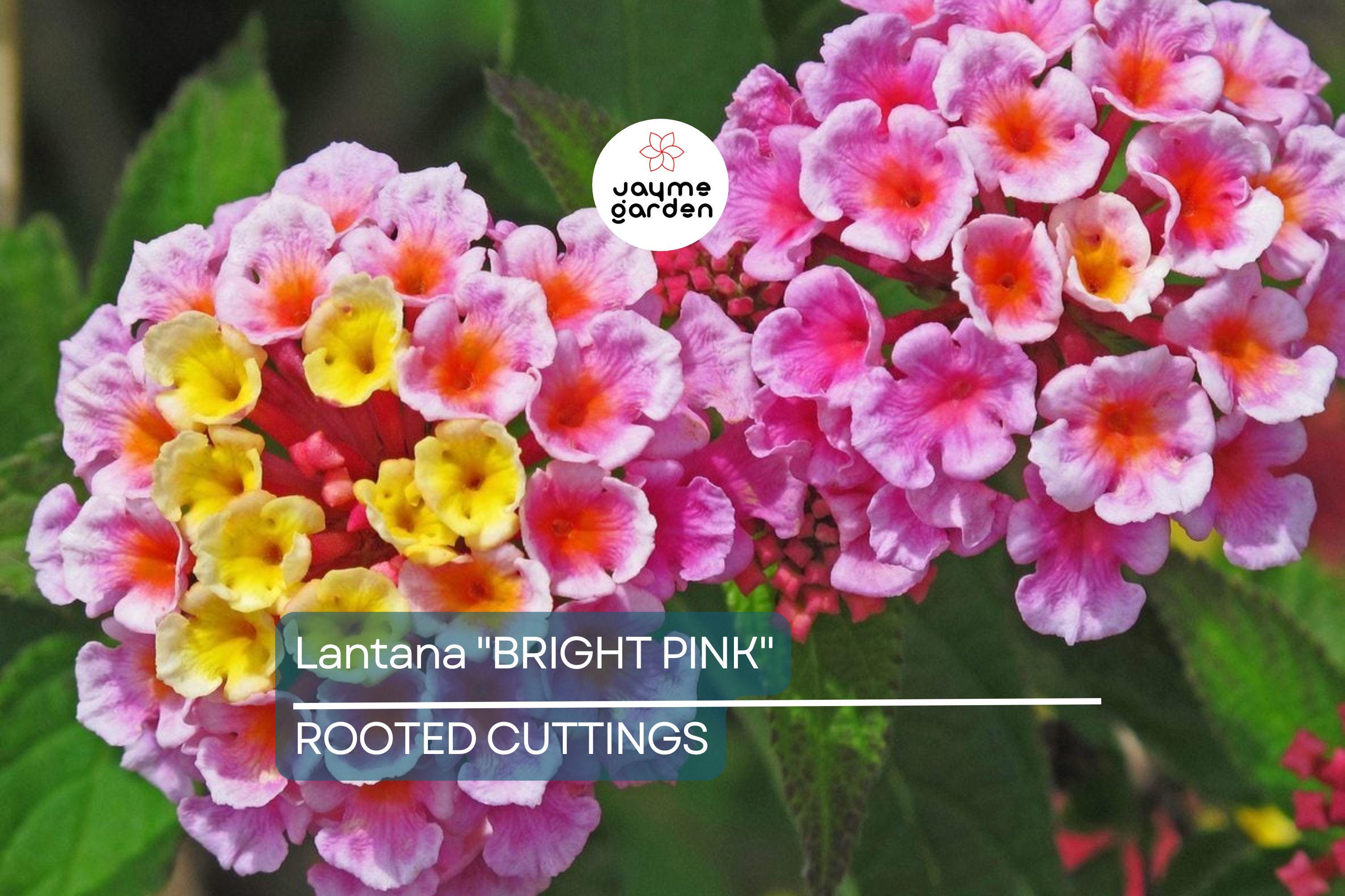 Lantana "Bright Pink" Live Rooted Starter Plug Flower Plant 1"-4" tall Vibrant Blooms, Low Maintenance, Full Sun
