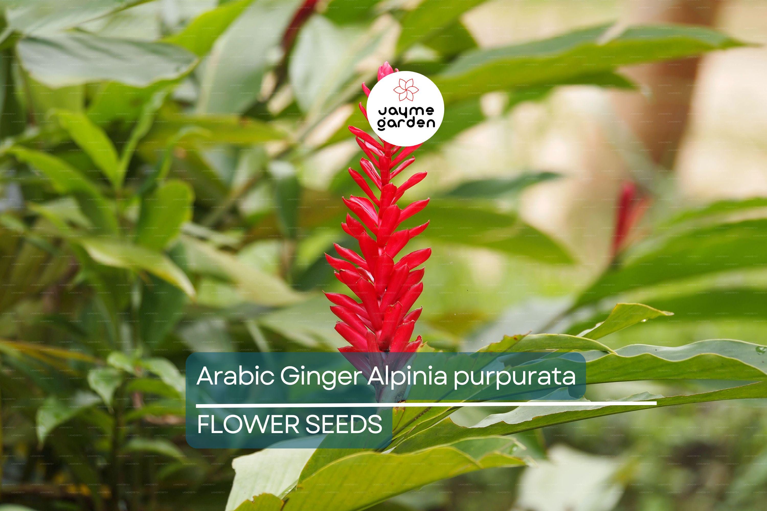 Arabic Ginger Alpinia purpurata Root Rhizome - Fast-Grow, Tropical Flower Plant, 3-4 oz, Zones 7-10, Part Shade, Free Shipping Offer