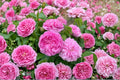 Damask Rose 10 Cuttings (Rosa damascena) Fragrant Garden Rose